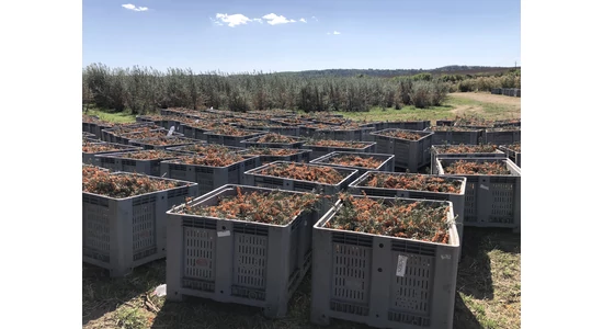 Gyógyító kincs a bokorról – a homoktövis betakarításának világa