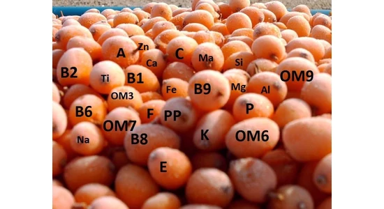 A C-VITAMIN IMMUNRENDSZERÜNK EGYIK MEGHATÁROZÓ "TÁMOGATÓJA". 